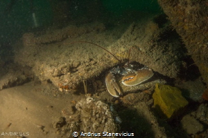 Lobster been spotted right near UB55 Germans sub, ww1 by Andrius Stanevicius 